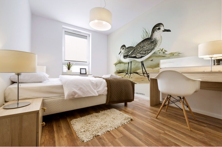 Grey Plover Mural print