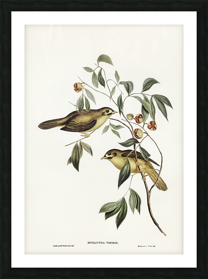 Bell Miner Bellbird Picture Frame print