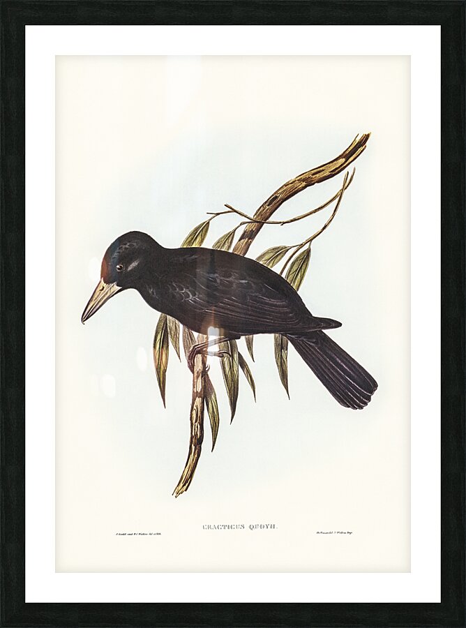Black butcherbird Picture Frame print