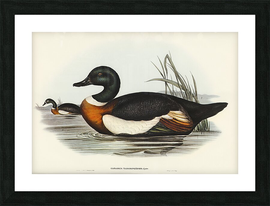 Australian Shelduck Picture Frame print