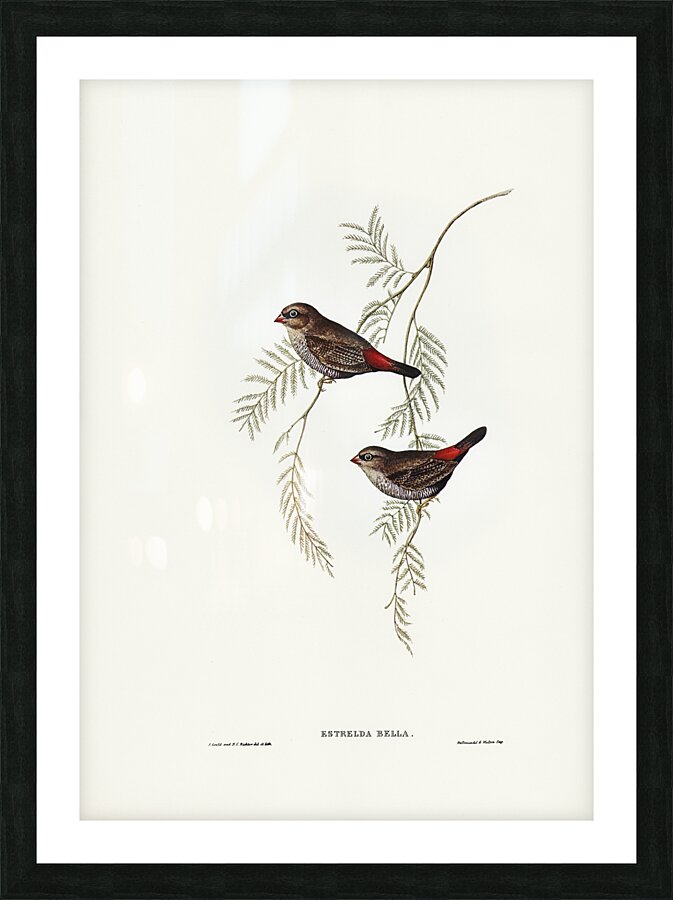 Beautiful Firetail Picture Frame print