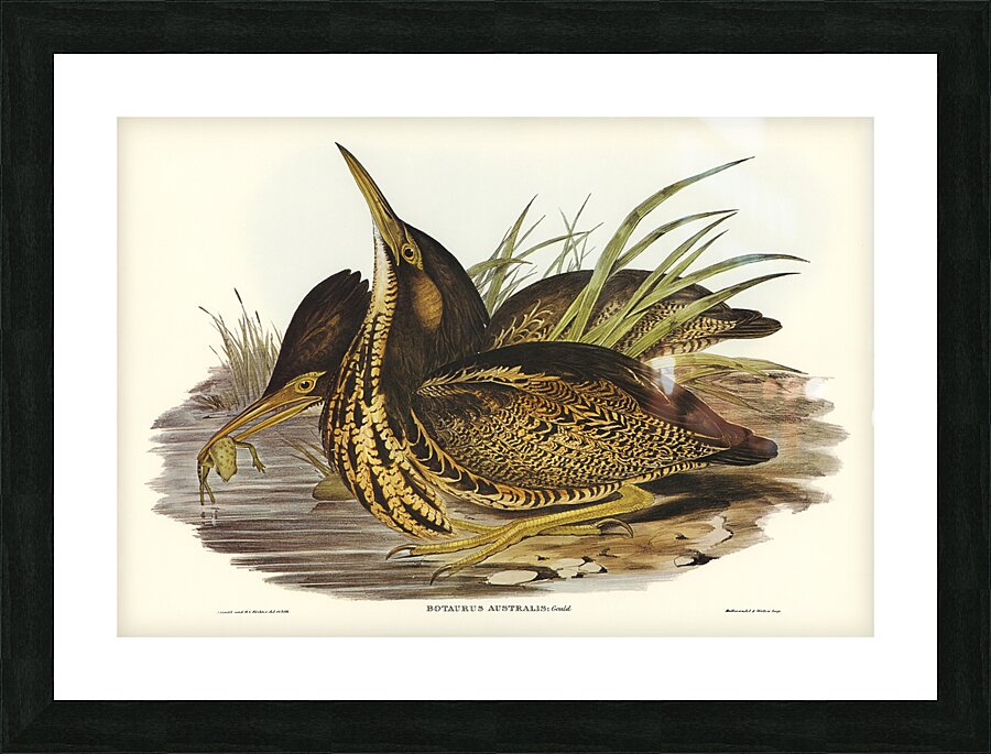 Australian brown bittern Picture Frame print