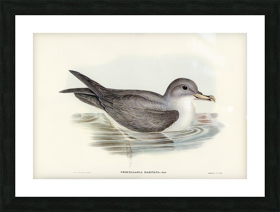Black Capped Petrel Picture Frame print