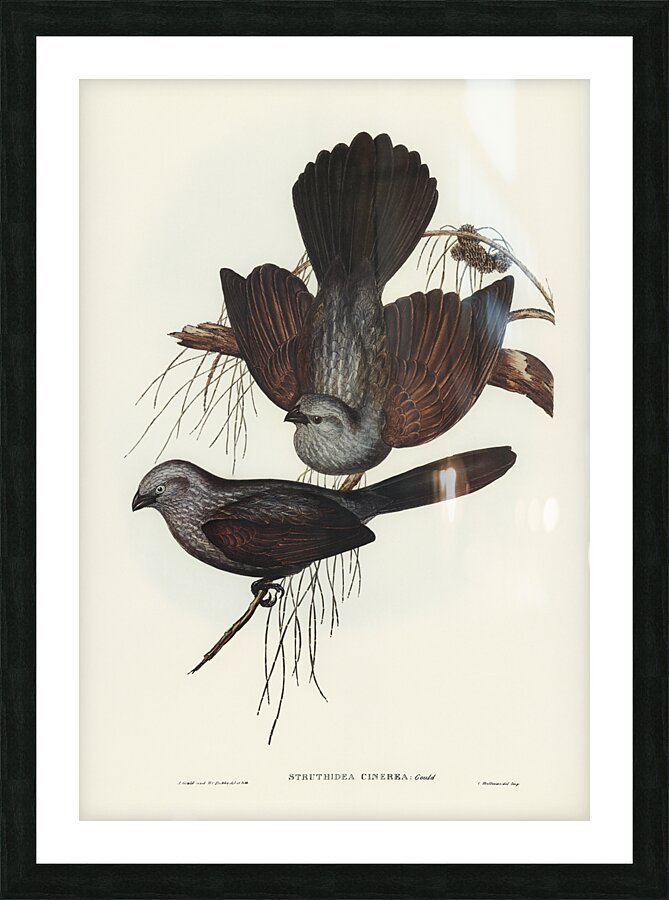 Apostlebird Picture Frame print