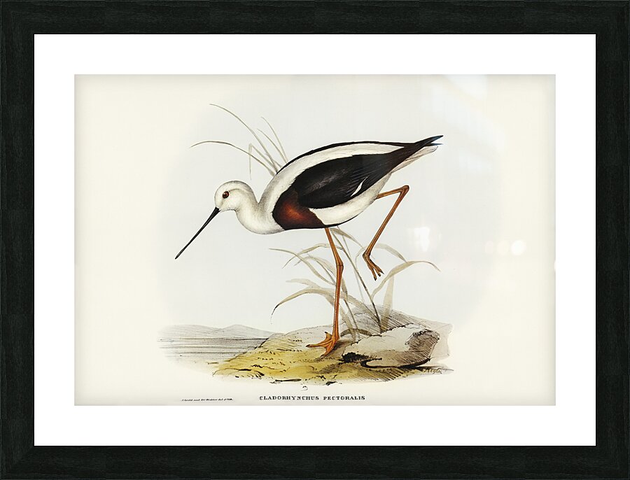 Banded Stilt Picture Frame print