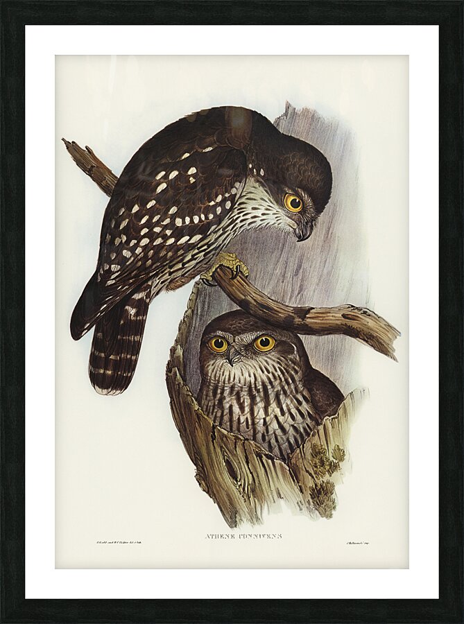 Barking owl Picture Frame print