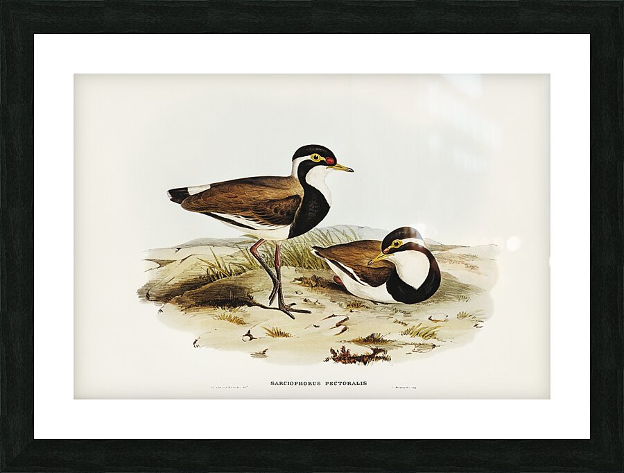 Banded Lapwing Picture Frame print