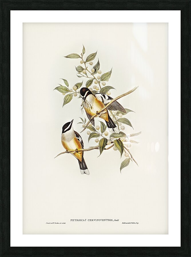 Buff Sided Robin Picture Frame print