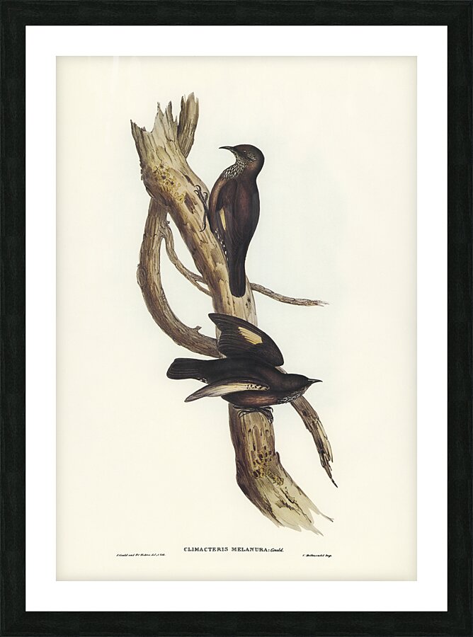 Black Tailed Treecreeper Picture Frame print