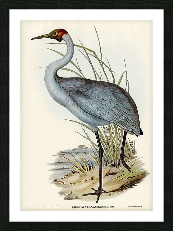 Brolga Picture Frame print