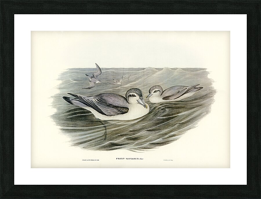 Broad Billed Prion Picture Frame print