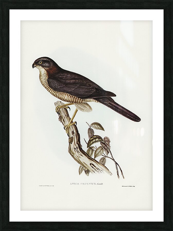 Brown Goshawk Picture Frame print