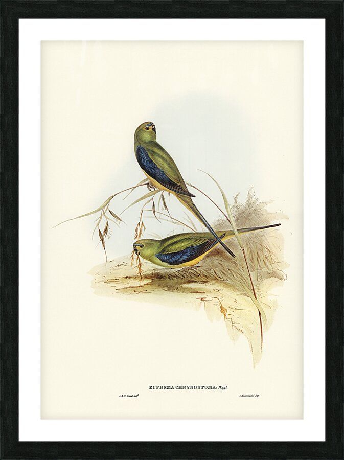 Blue Winged Parrot Picture Frame print
