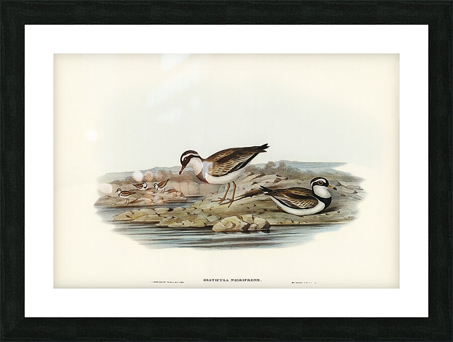Black Fronted Dotterel Picture Frame print