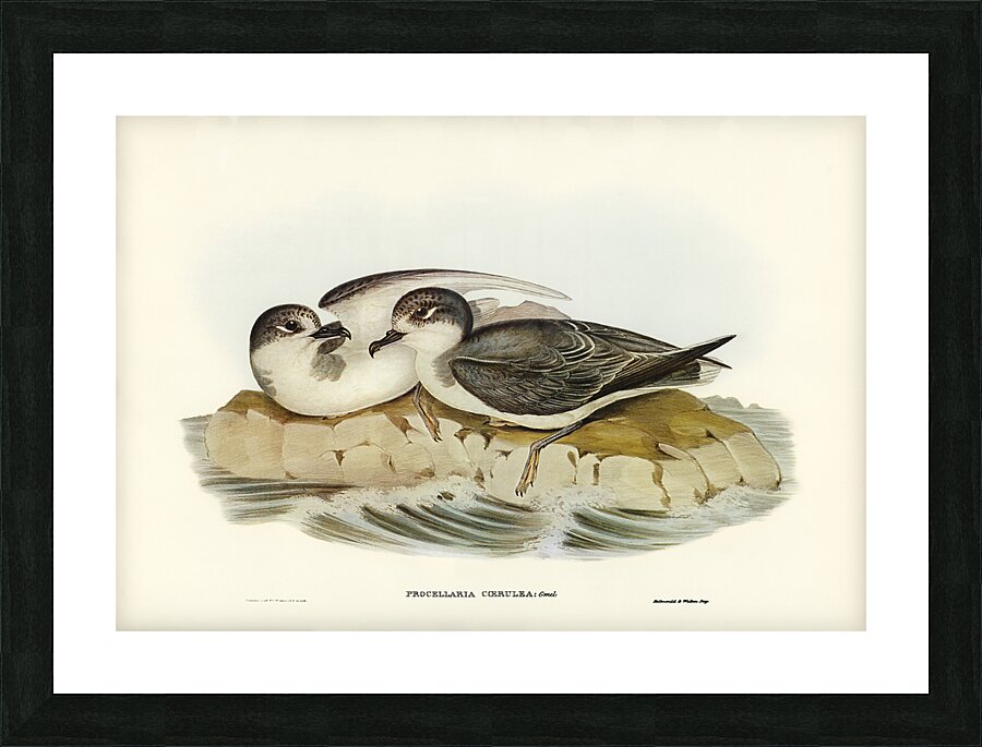 Blue Petrel Picture Frame print