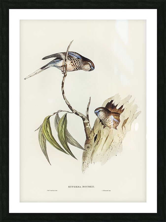 Bourke s Parrot Picture Frame print