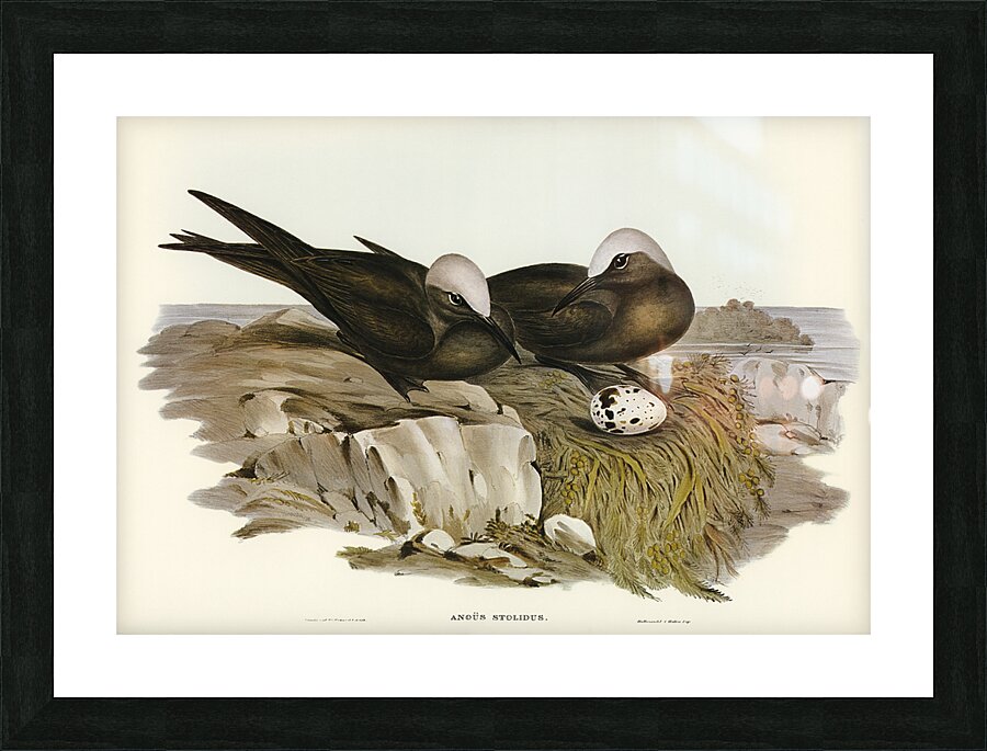 Brown Noddy Picture Frame print