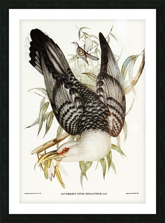 Channel Billed Cuckoo Picture Frame print