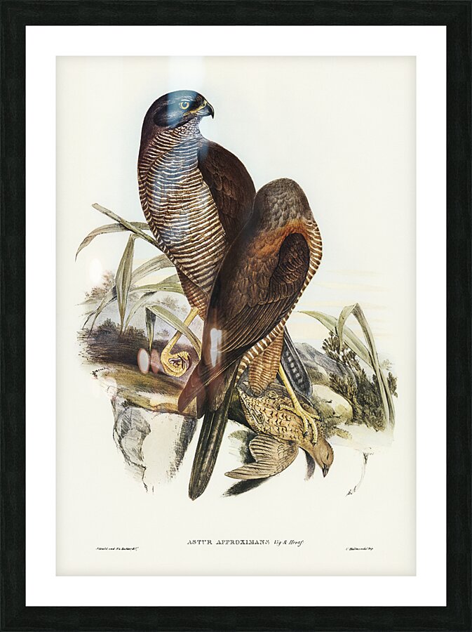Brown Goshawk 2 Picture Frame print