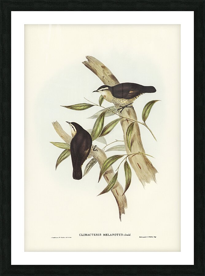 Brown Treecreeper Picture Frame print
