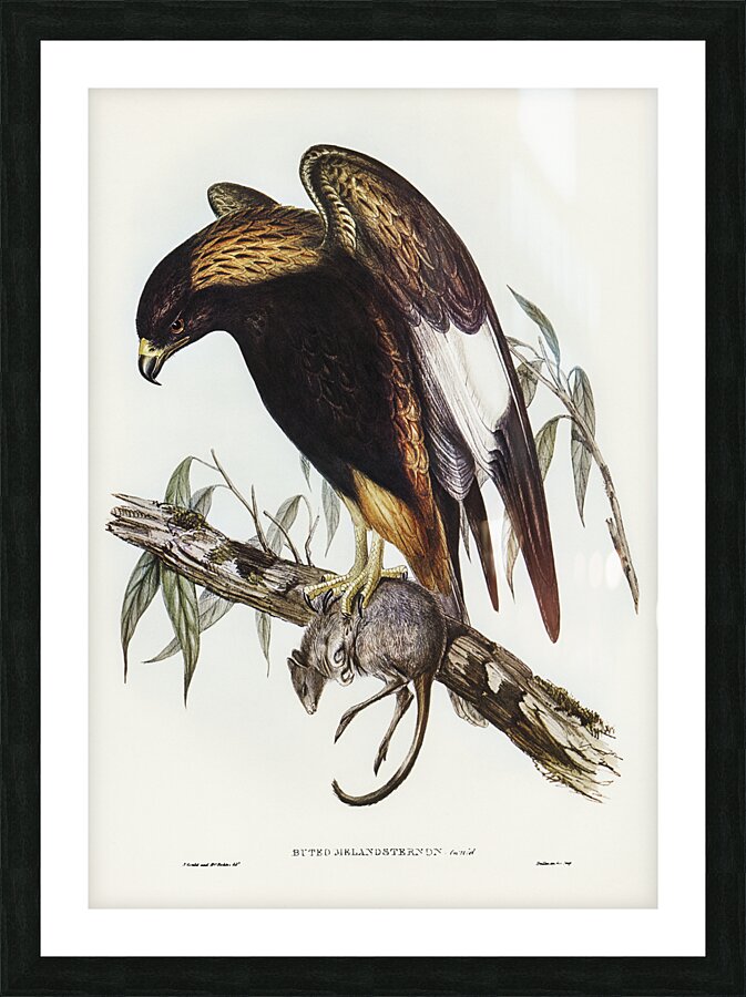 Black Breasted Buzzard Picture Frame print