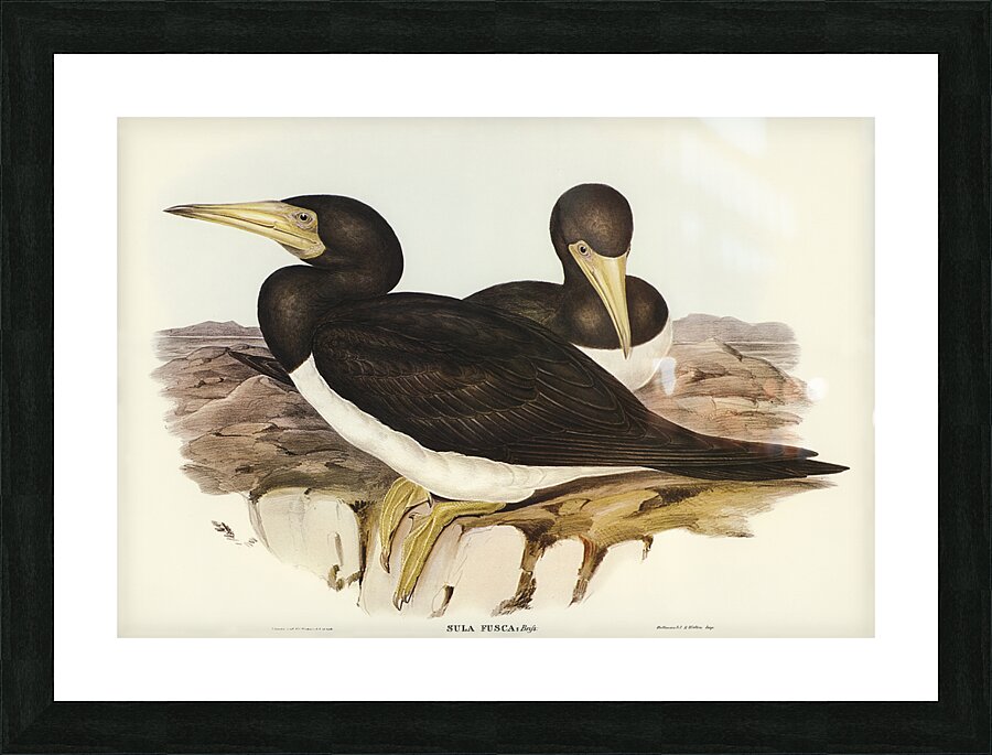 Brown Booby Picture Frame print