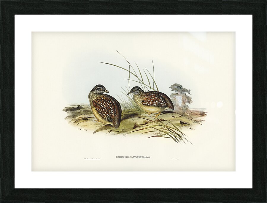 Chestnut Backed Buttonquail Picture Frame print
