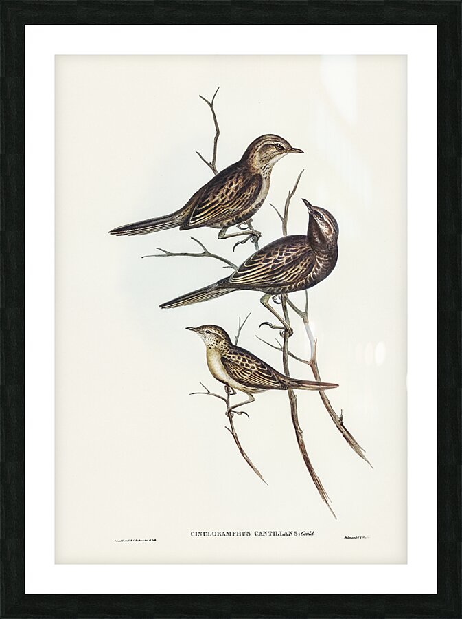 Brown Songlark Picture Frame print