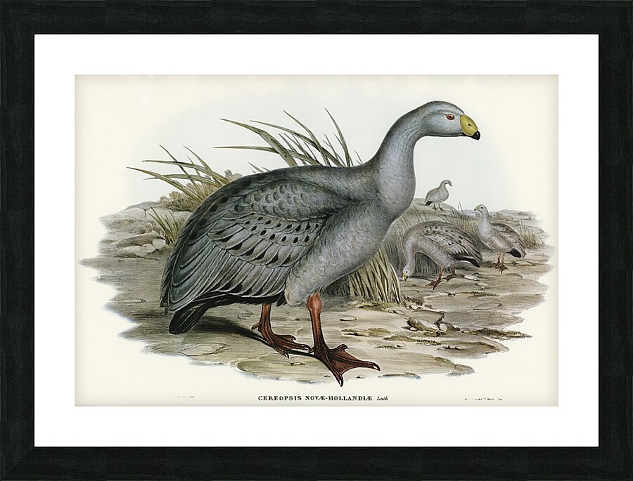 Cape Barren goose Picture Frame print