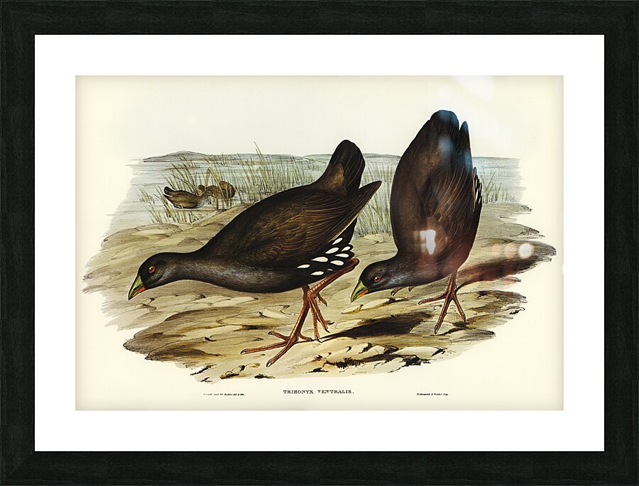 Black Tailed Nativehen Picture Frame print