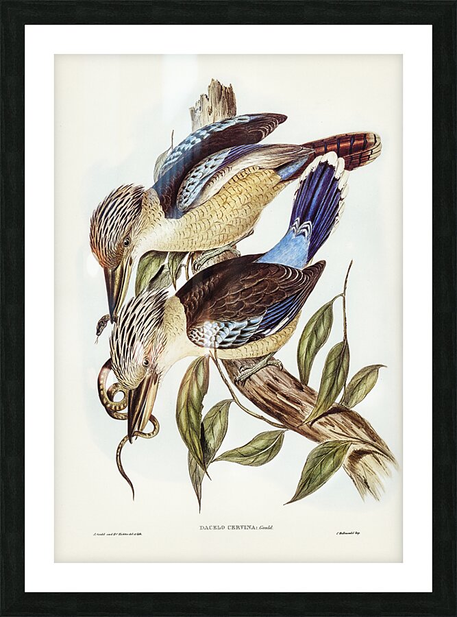 Blue Winged Kookaburra Picture Frame print