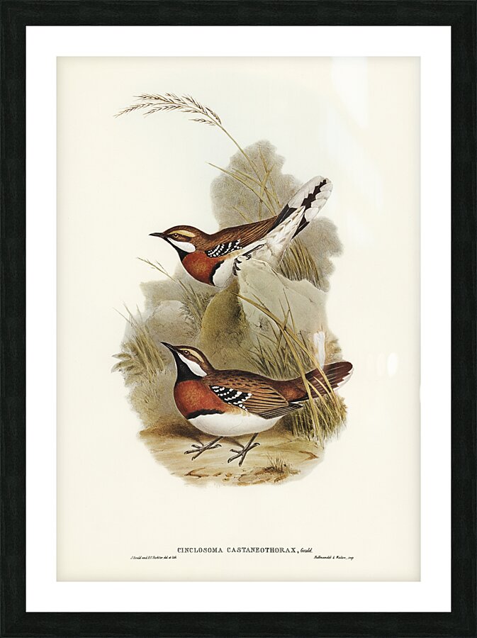 Chestnut Breasted Quail Thrush Picture Frame print
