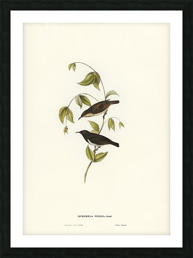Black Honeyeater Picture Frame print