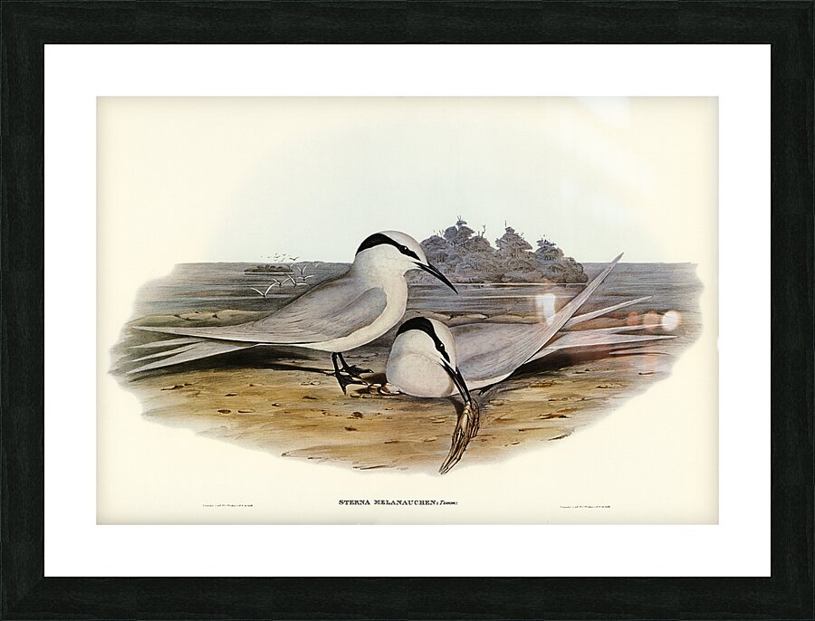 Black Naped Tern Picture Frame print