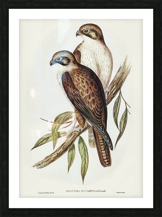Brown Falcon Picture Frame print