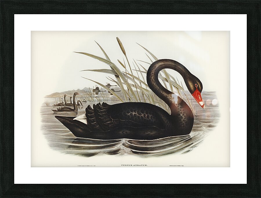 Black Swan Picture Frame print