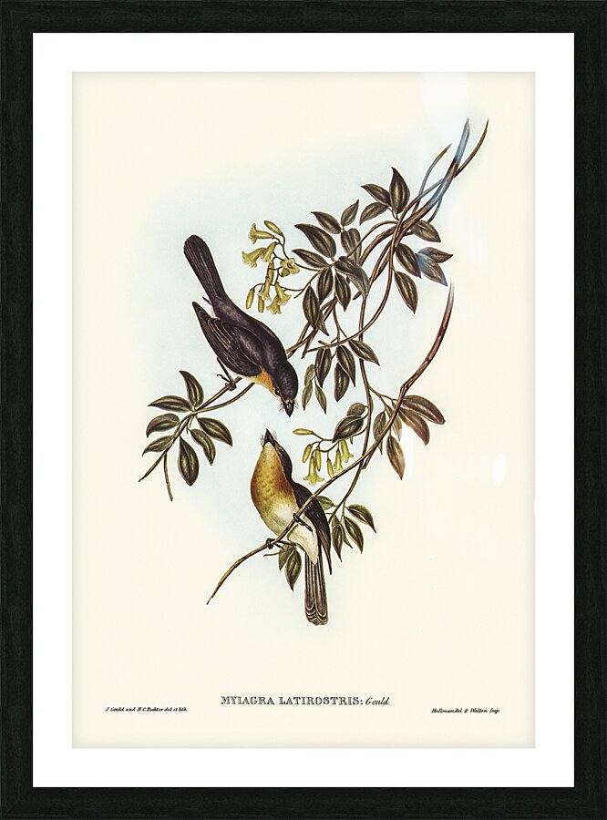 Broad Billed Flycatcher Picture Frame print