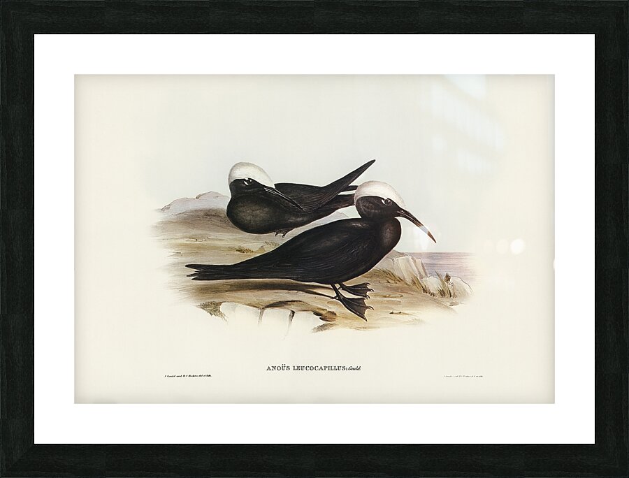 Black Noddy Picture Frame print