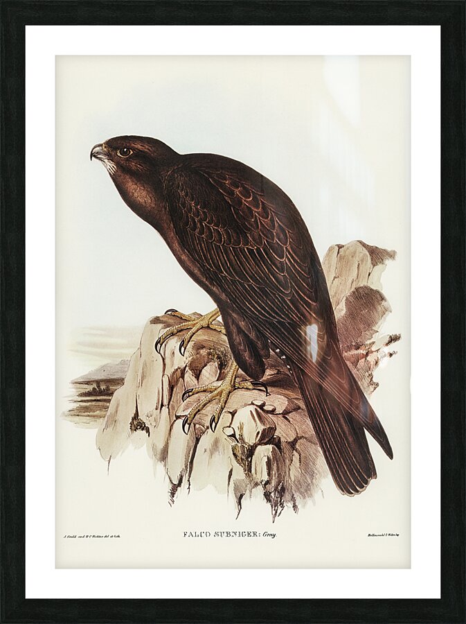 Black Falcon Picture Frame print
