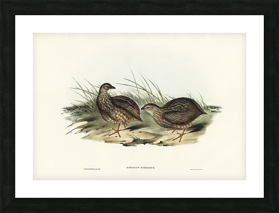 Brown Quail Picture Frame print