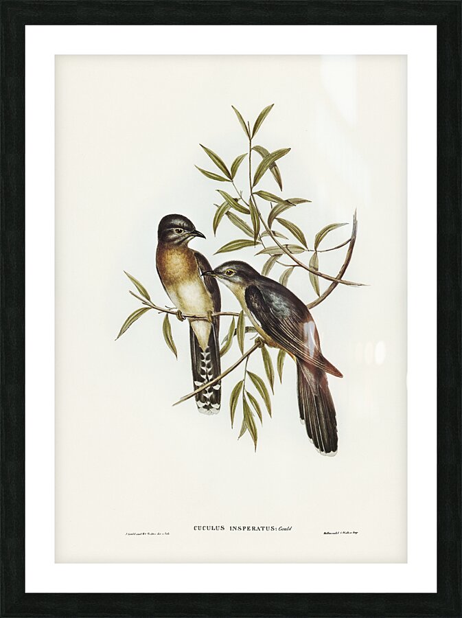 Brush Cuckoo Picture Frame print