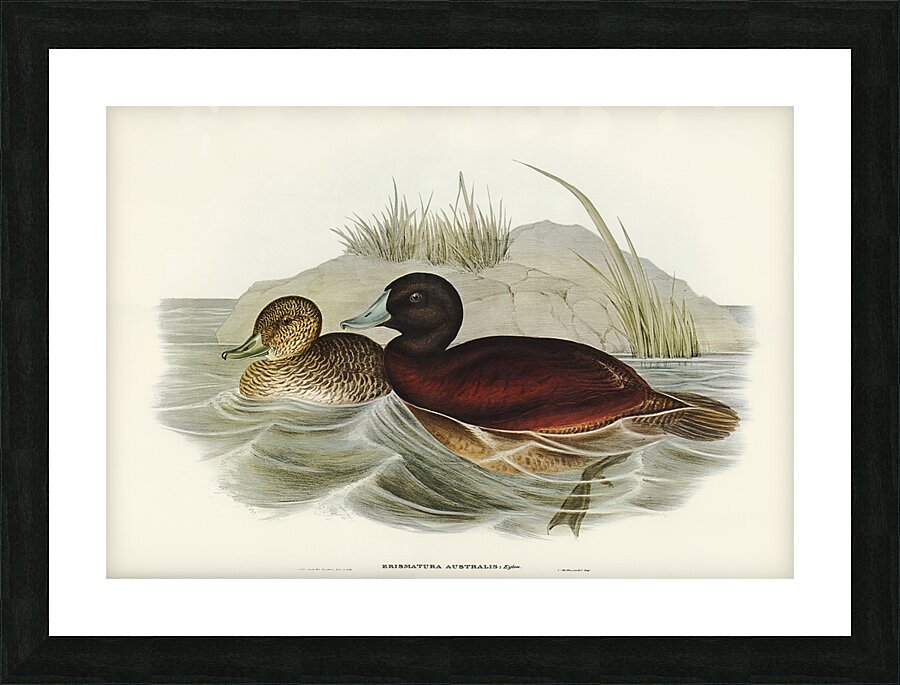 Blue Billed Duck Picture Frame print