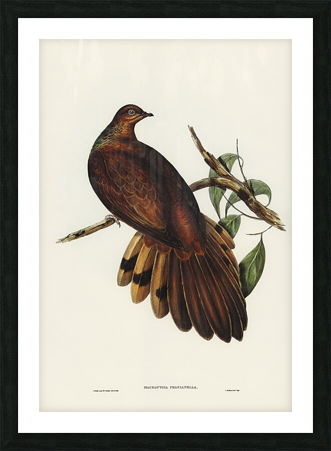 Brown Cuckoo Dove Picture Frame print