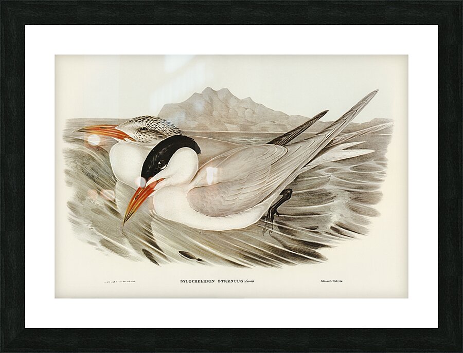 Caspian Tern Picture Frame print
