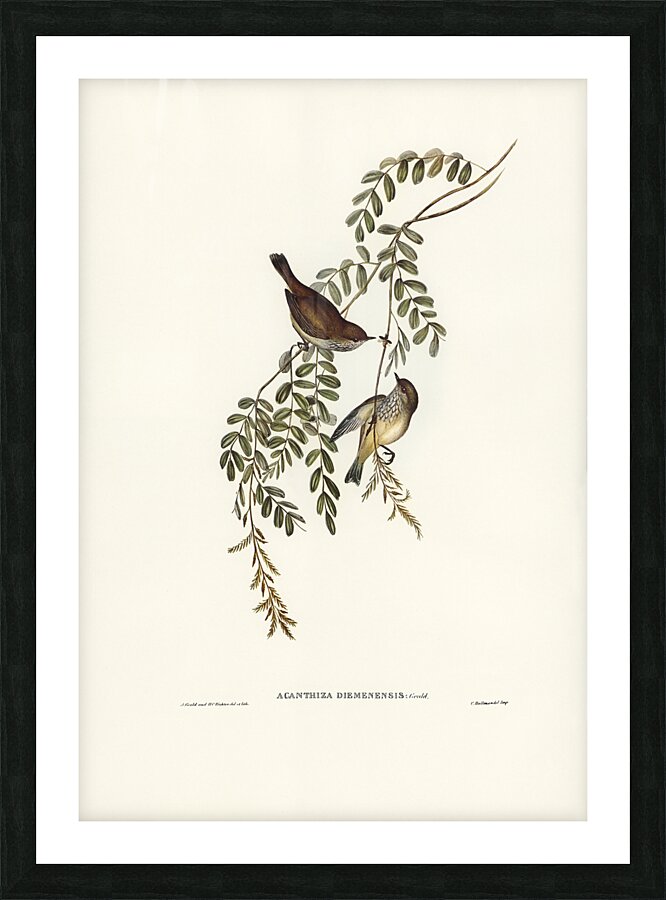 Brown Thornbill 2 Picture Frame print