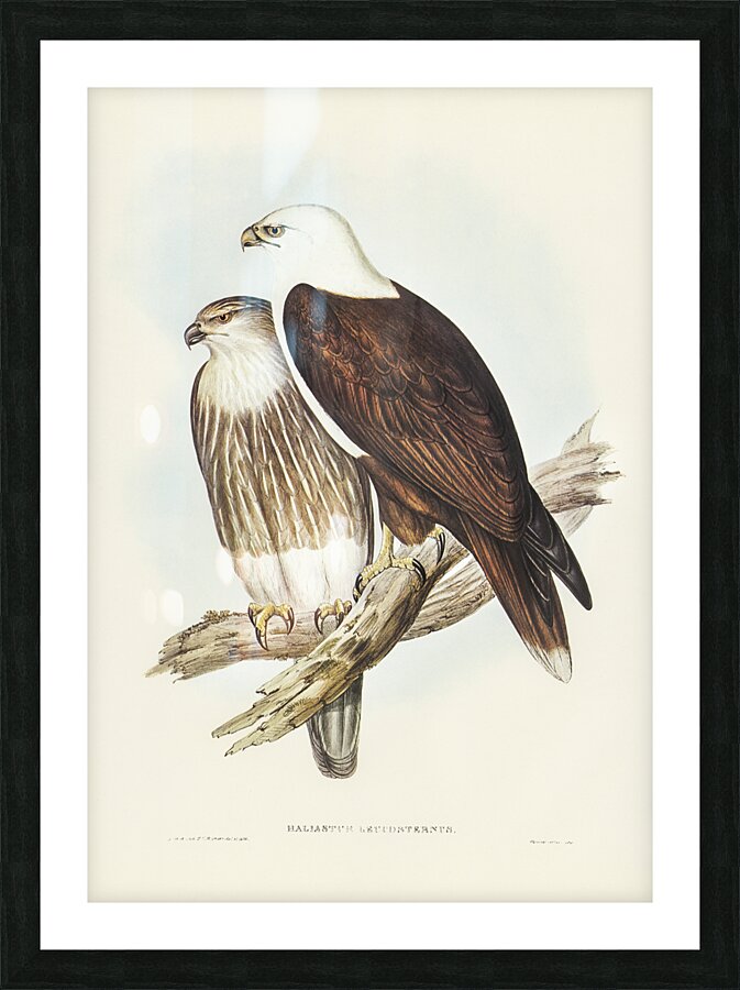 Brahminy Kite Picture Frame print