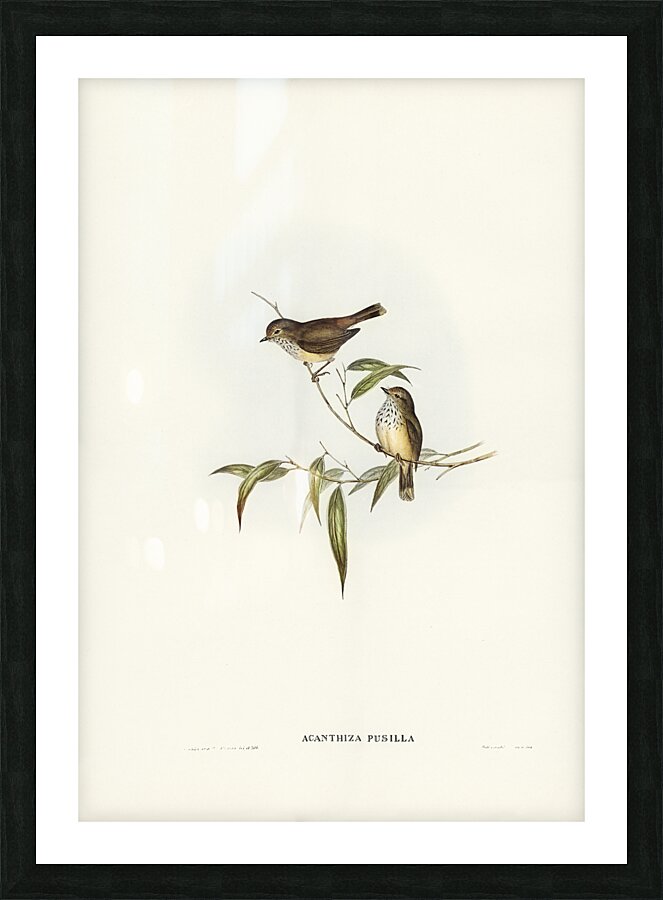 Brown Thornbill Picture Frame print