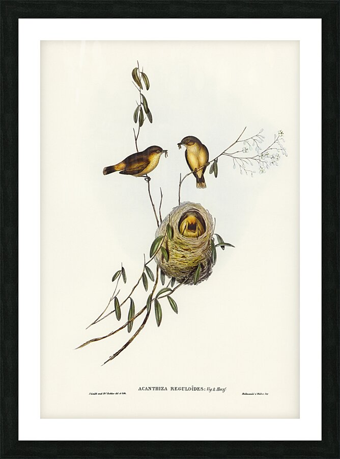 Buff Rumped Thornbill Picture Frame print