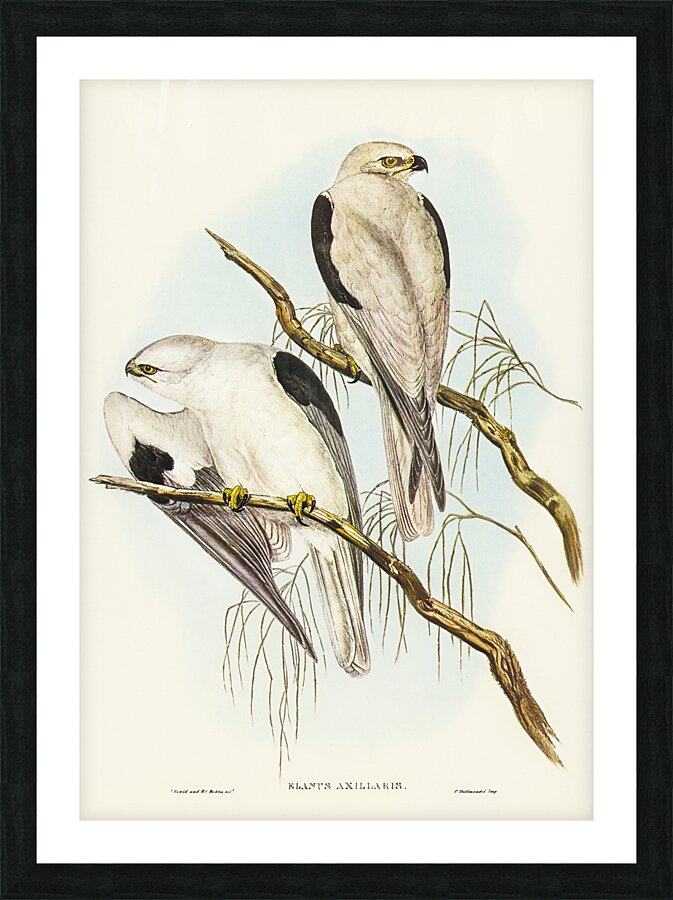 Black Shouldered Kite Picture Frame print