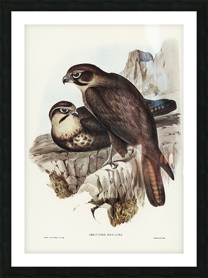 Brown Falcon 2 Picture Frame print